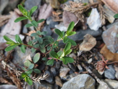 Hypericum nagasawae