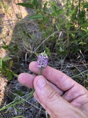 Polygala brevifolia