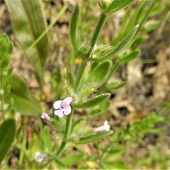 Hedeoma reverchonii