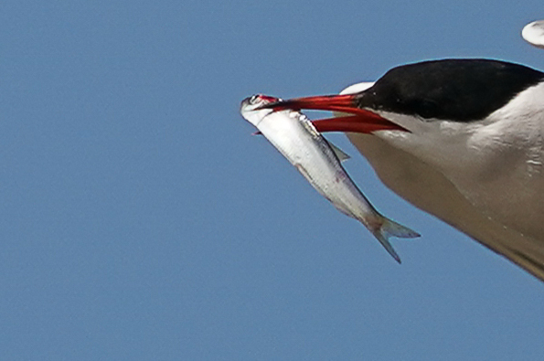 A tern in flight against blue sky carrying a herring crosswise in its red bill
