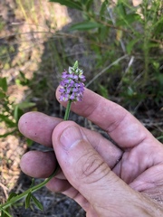 Polygala brevifolia