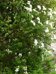 Pimelea gnidia