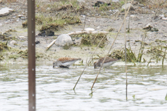 Calidris fuscicollis × calidris alpina