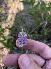 Polygala brevifolia