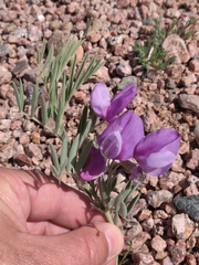 Lathyrus polymorphus