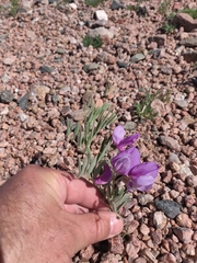 Lathyrus polymorphus