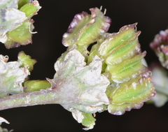 Vesper bulbosus