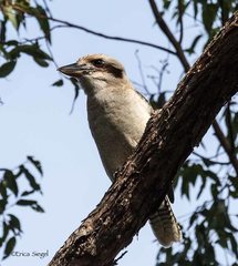 Dacelo novaeguineae novaeguineae