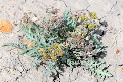 Vesper bulbosus