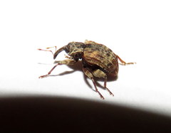 Conotrachelus anaglypticus
