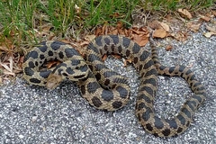 Pantherophis ramspotti