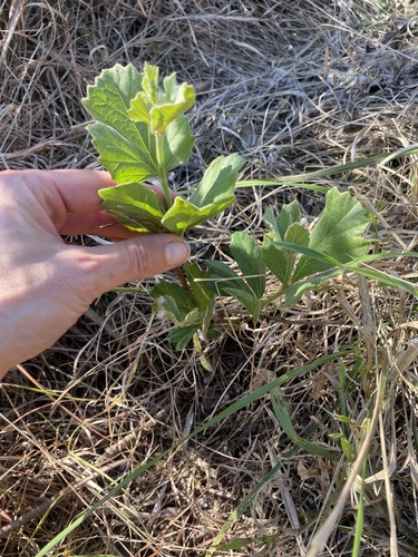 Image of Rhoicissus tridentata by (c) Sunčana Bradley, some rights reserved (CC BY)