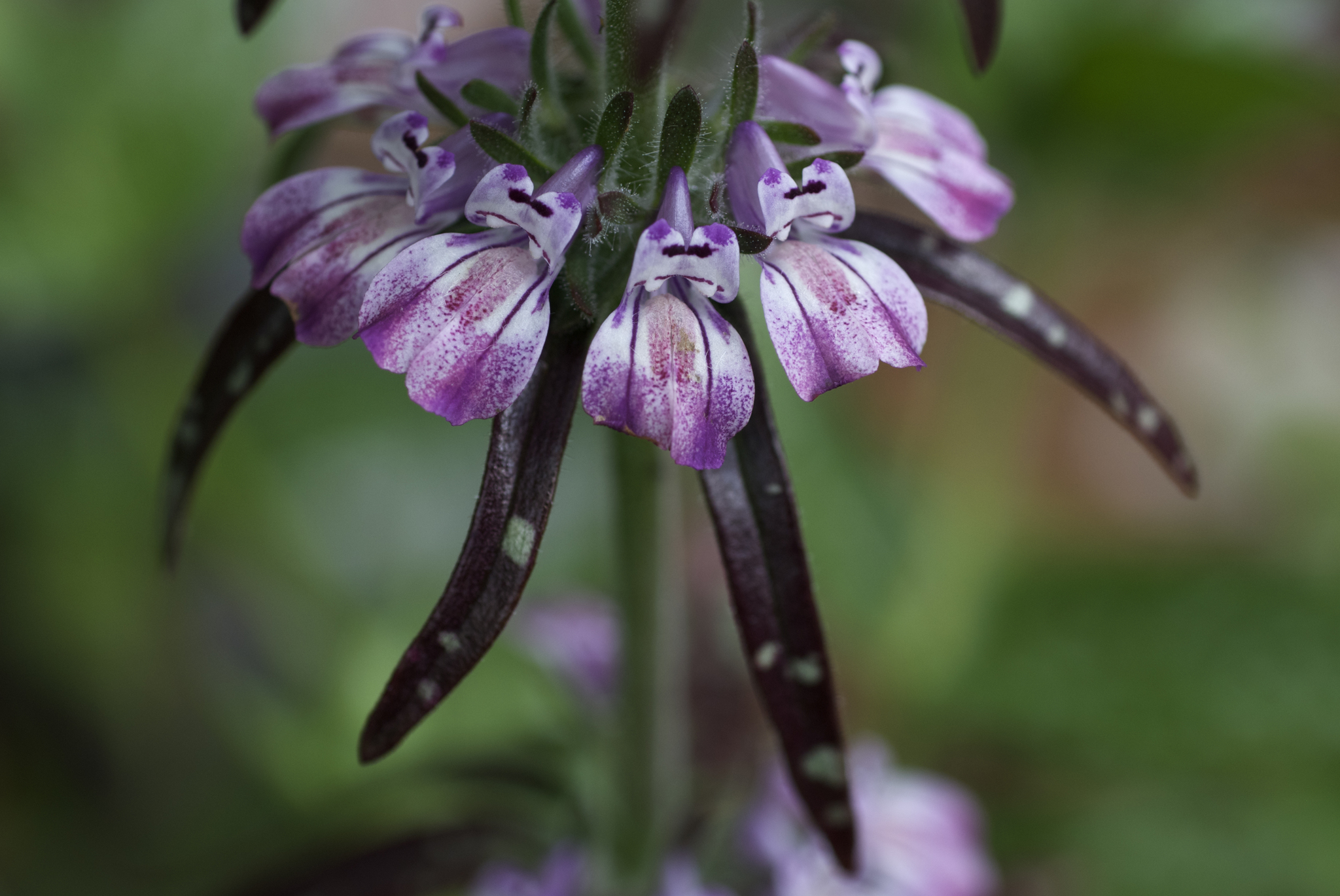 Collinsia tinctoria