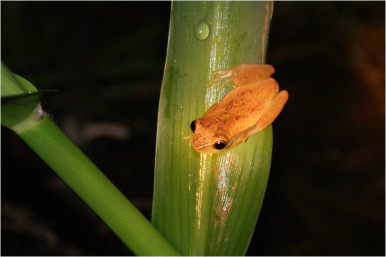 Seropédica Tree Frog