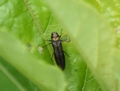 Agrilus ruficollis