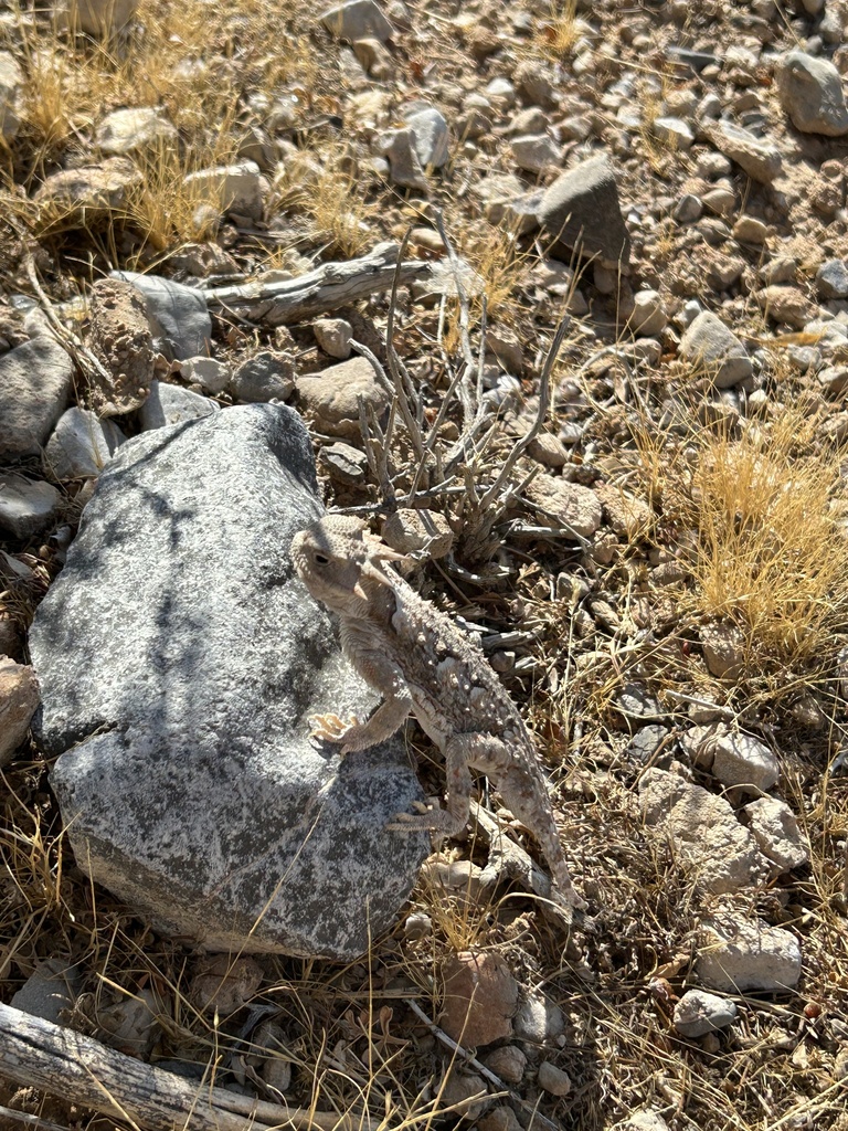 Desert Horned Lizard from W Hunter Mountain Ave, Las Vegas, NV, US on ...