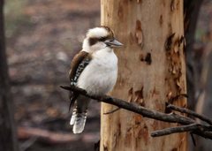 Dacelo novaeguineae novaeguineae