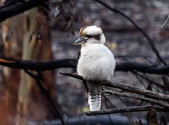 Dacelo novaeguineae novaeguineae