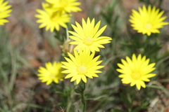 Xanthisma texanum drummondii