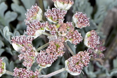 Vesper bulbosus