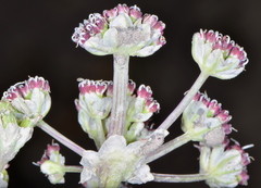 Vesper bulbosus