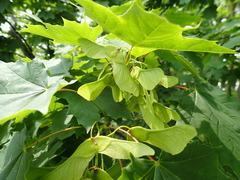 Acer platanoides