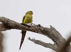 Polytelis anthopeplus