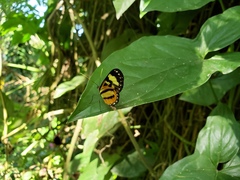 Hypothyris euclea laphria