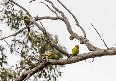 Polytelis anthopeplus