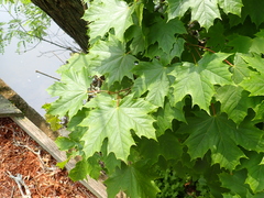 Acer platanoides
