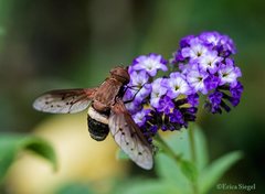 Ligyra punctipennis