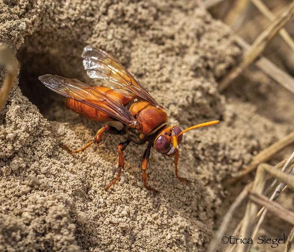 Sphecius pectoralis