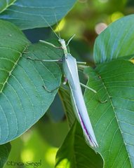 Podacanthus viridiroseus