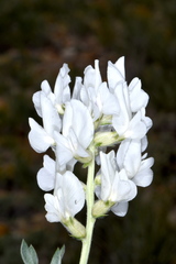 Oxytropis sericea