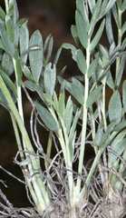 Oxytropis sericea