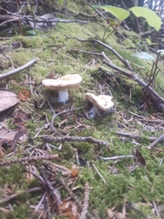 Russula silvicola