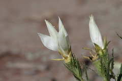 Mentzelia decapetala