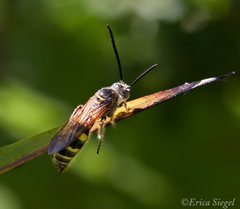 Agriomyia