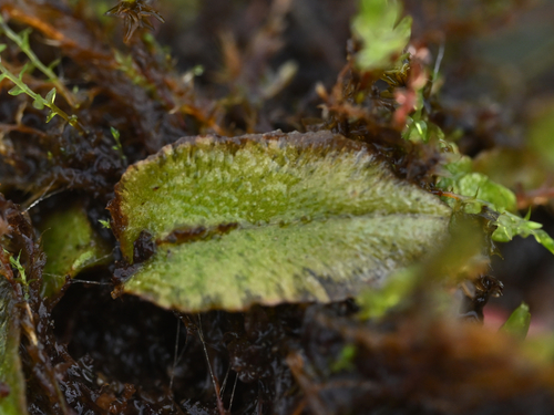 Marchantia romanica