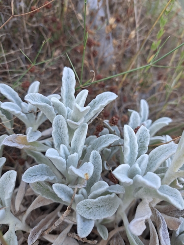 Italian ironwort (Sideritis italica)