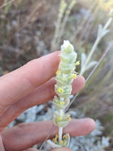 Image of Sideritis italica by (c) Leonardo Ancillotto, some rights reserved (CC BY)