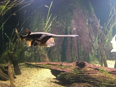 Polyodon spathula