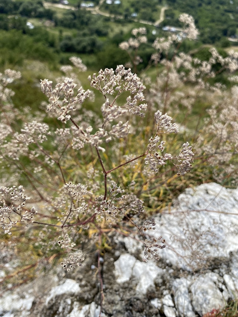 Gypsophila acutifolia; photograph Екатерина Кравцова, CC BY, iNaturalist via GBIF