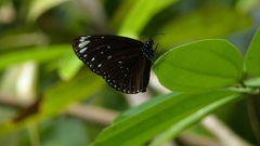 Euploea crameri bremeri