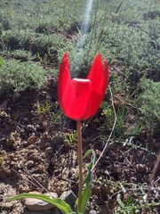 Tulipa