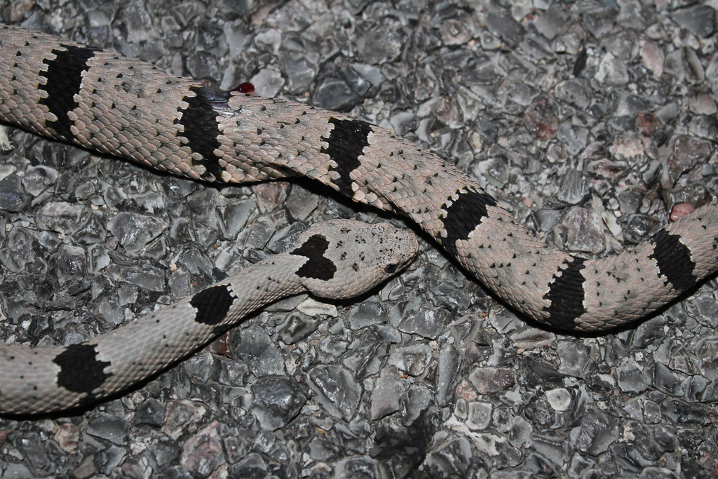 Patternless Rock Rattlesnake Banded Rock Rattlesnake in July 2024 by Ramón Isaac Miramontes Cinco ...