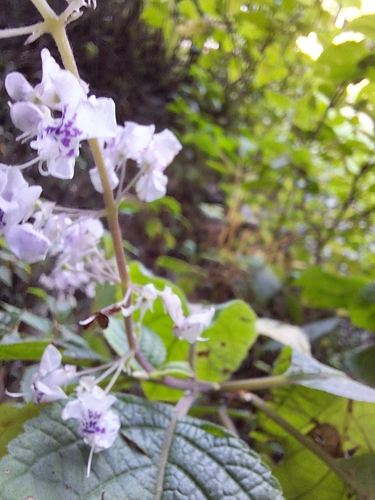 Image of Pink Fly Bush (Plectranthus fruticosus) by (c) Adele SL, some rights reserved (CC BY)