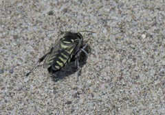 Stictia