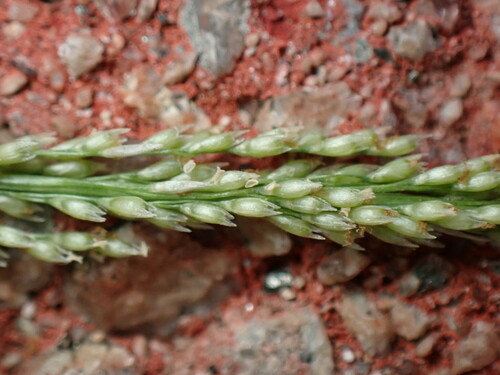 Sporobolus fertilis iNat (1)