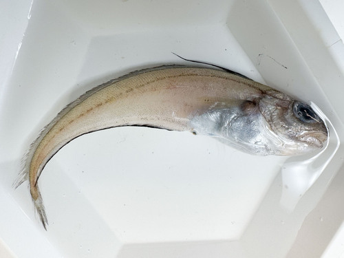 Shortbeard codling (Laemonema barbatulum) — Moridae — 3